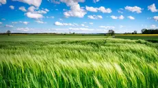 Un campo verde