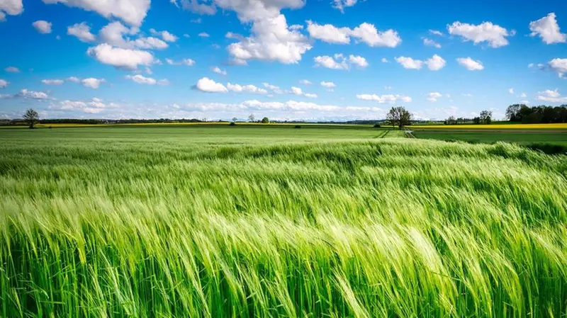 Un campo verde