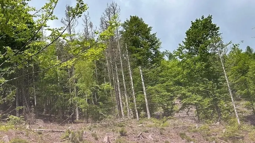 Alberi in val Palot - © www.giornaledibrescia.it