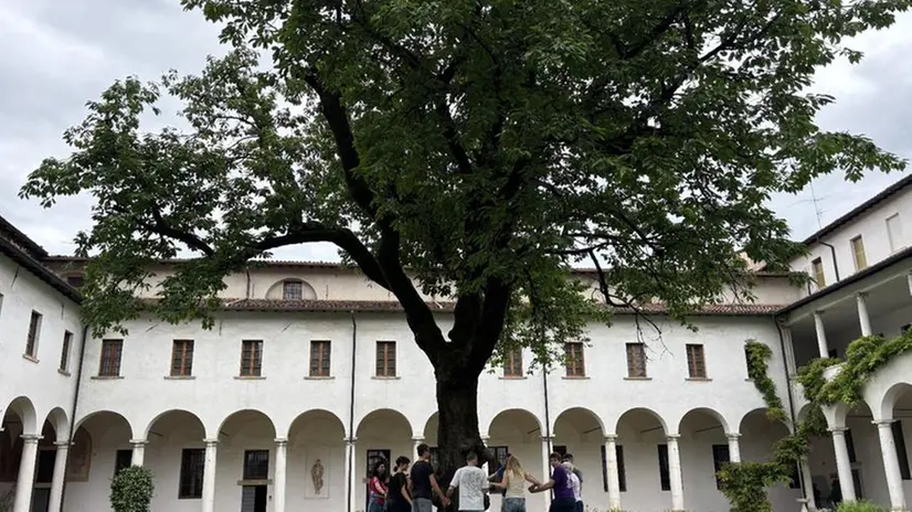 La raccolta delle ciliegie al Museo Diocesano