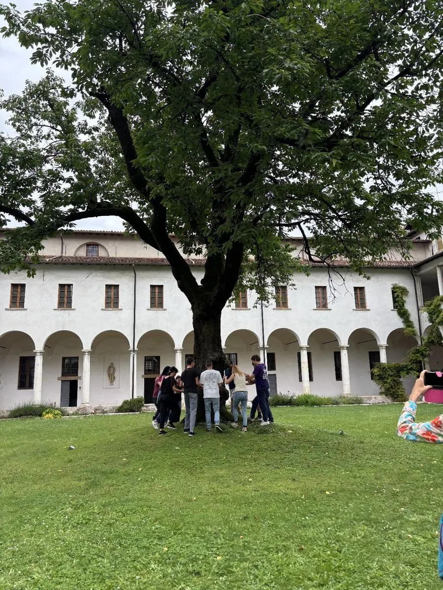 La raccolta delle ciliegie al Museo Diocesano