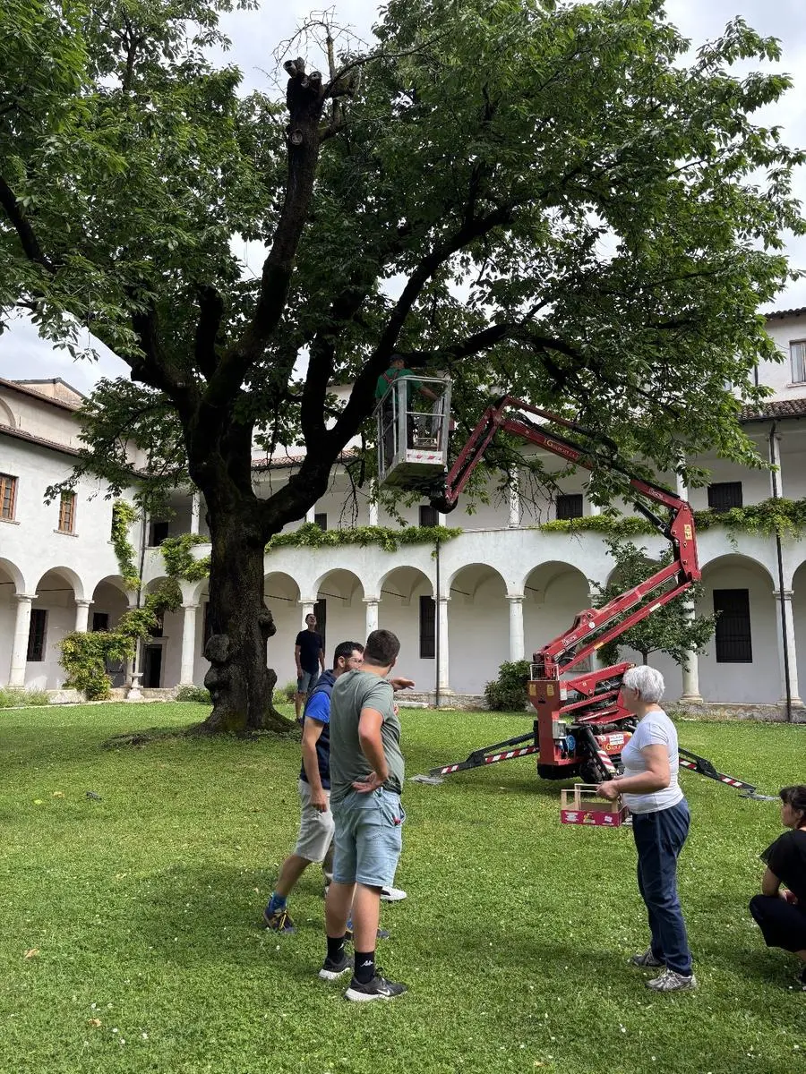 La raccolta delle ciliegie al Museo Diocesano