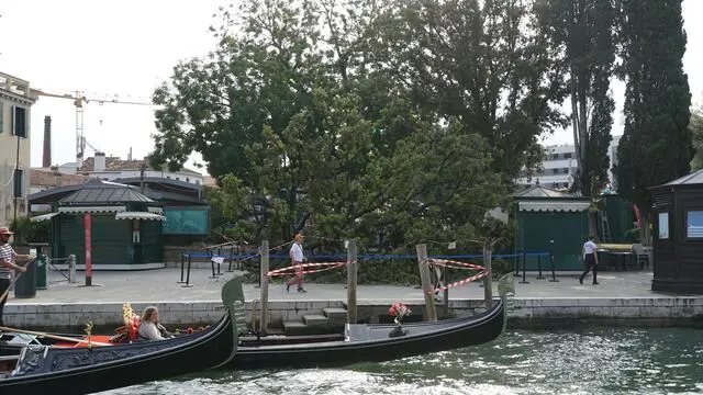 Grosso albero crollato al suolo a Piazzale Roma, il terminal automobilistico di Venezia, che ha provocato dieci di feriti, 02 giugno 2025. ANSA/Andrea Merola+++Large tree collapsed at Piazzale Roma, Venice's car terminal, causing ten injuries, June 2, 2025. ANSA/Andrea Merola
