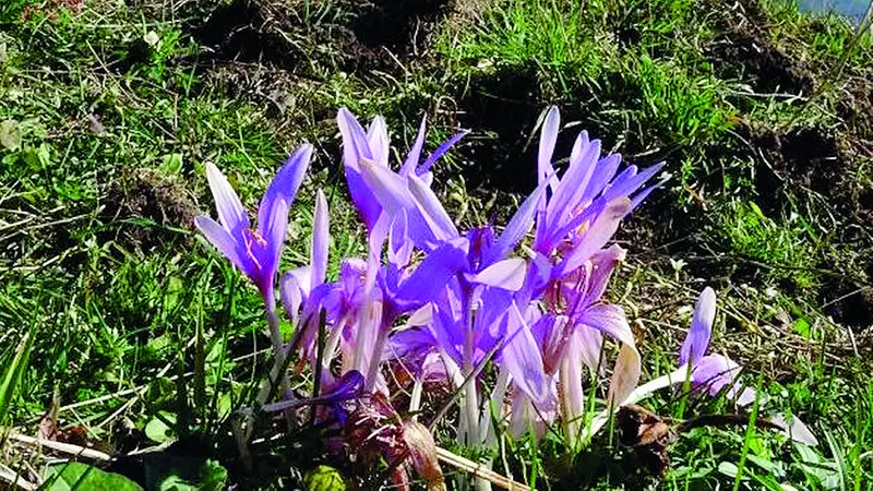 Un esemplare di colchico autunnale, specie velenosa