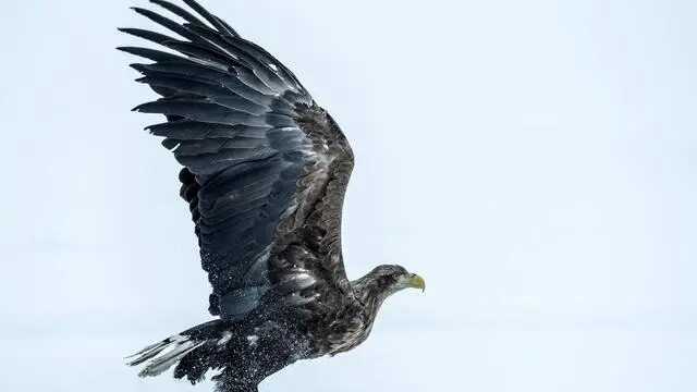 epa06557469 One of the two rescued white-tailed eagles flies after it is released to freedom in Laszczowka, south east Poland, 23 February 2018. The two white-tailed eagles were saved by the foresters from the Tomaszow Forest Inspectorate. It is assumed that they got poisoned with carrion. These birds are under strict protection in Poland. EPA/WOJCIECH PACEWICZ POLAND OUT