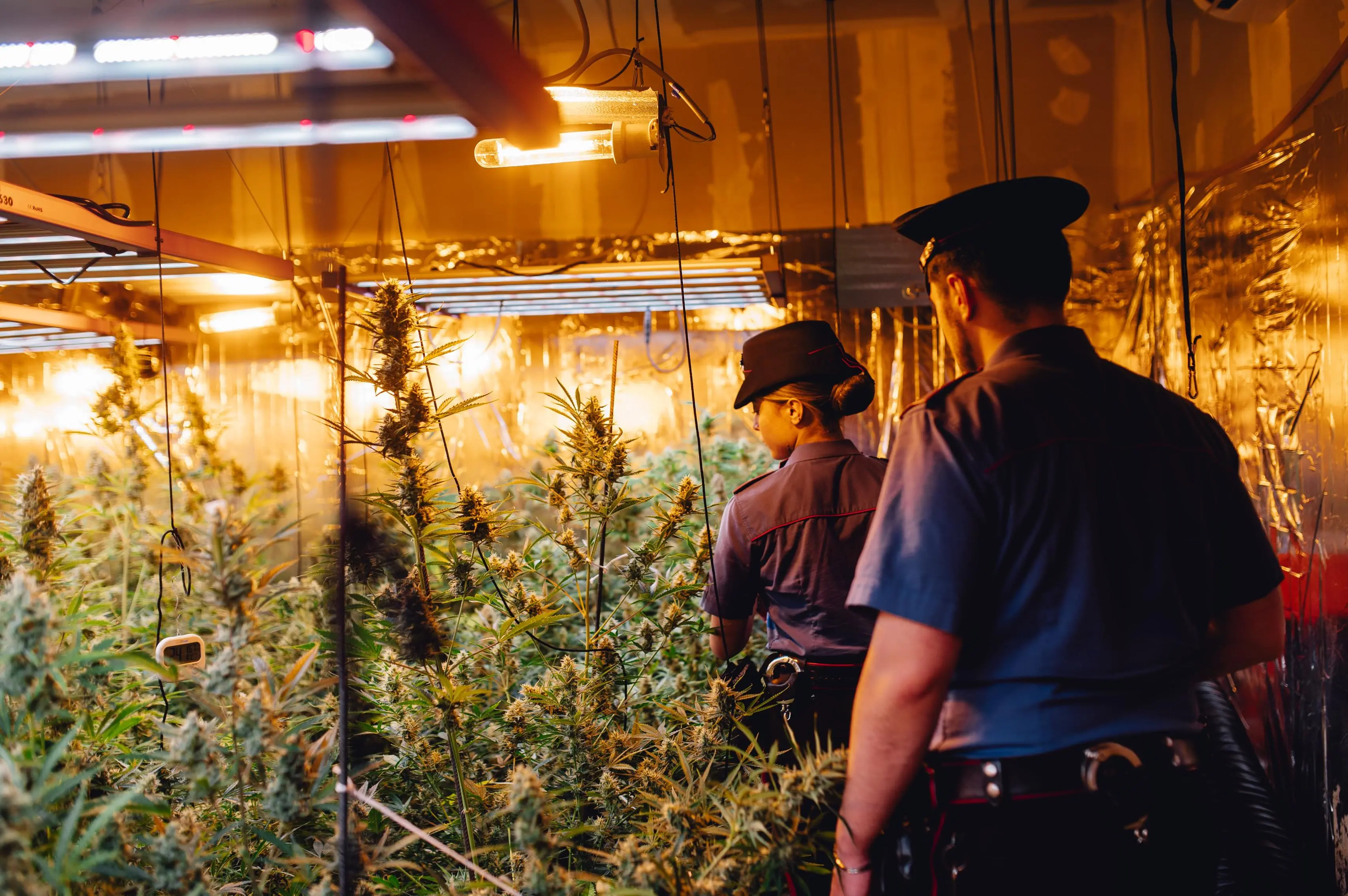 Scoperta una piantagione di marijuana a Caino