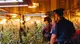Scoperta una piantagione di marijuana a Caino