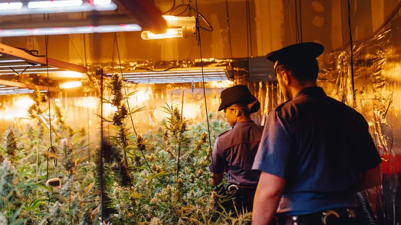 Scoperta una piantagione di marijuana a Caino