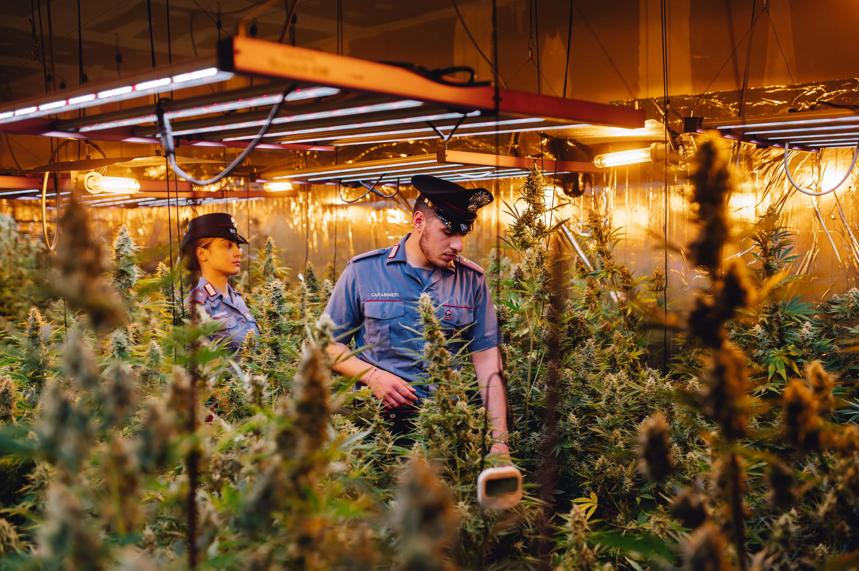Scoperta una piantagione di marijuana a Caino