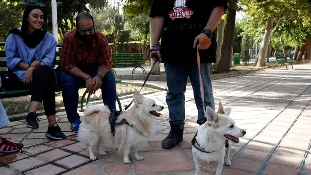 epa10059396 A man walks dogs in a park in Tehran, Iran, 08 July 2022. Tehran's police chief General Hossein Rahimi announced on 08 July 2022 that entering the parks with dogs will be forbidden and police will consider and deal with it as illegal action. EPA/ABEDIN TAHERKENAREH
