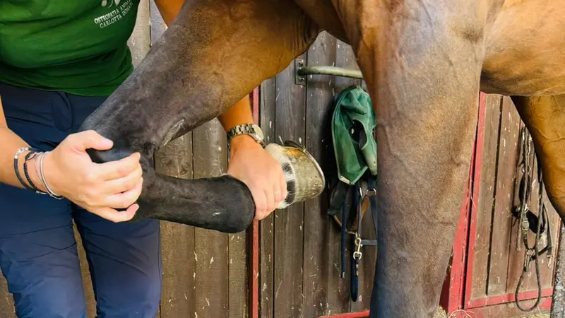 Carlotta Donati al lavoro su un cavallo