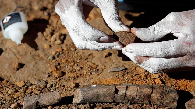 epa08336056 (29/43) Chilean biologist Valentina Poblete glues together the rib of a hadrosaurid part of a fossil outcrop in the Valley of Las Chinas, in the Chilean Patagonia, Chile, 26 February 2020. In its 10th edition, a multidisciplinary group of scientists from Chile, Argentina, Brasil and Hungary took part in a two-week-long paleontological expedition in the Magallanes and Chilean Antarctica Region. Geologists, paleobotanists and biologists worked on terrain discovering vertebrate fossils, studied sediments and rock layers and searched for fossilized vegetation. They specialized in the Cretaceous period at the end of the Mesozoic Era, coinciding with the extinction of the dinosaurs. Their work in this valley is disclosing new valuable information with groundbreaking findings that are helping to relate the common past of three continents: Oceania, South America, and Antarctica. The expedition is part of the 56th Antarctic Scientific Expedition (ECA), organized by the Chilean Antarctic Institute (INACH). EPA/FELIPE TRUEBA ATTENTION: For the full PHOTO ESSAY text please see Advisory Notice epa08336025