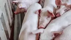 Preoccupazione nel chierese, in provincia di Torino, per la peste suina che si sta diffondendo tra gli allevamenti. I maiali dell'azienda di Alberto Rosso a Pecetto, il 2 settembre 2024 ANSA/JESSICA PASQUALON