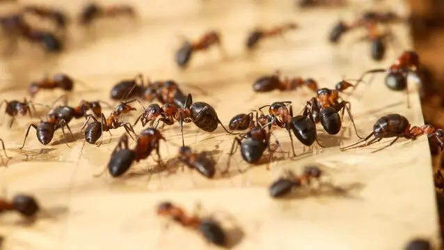 epa04262580 European red wood ants (Formica polyctena) walk on cardboard box, in which volunteers had placed their nest, in Luetau, Germany, 17 June 2014. After the protected ant species had spread near a school building in the town, three class rooms had to be closed temporarily. The ants built around 20 nests which are now being relocated to a forest. EPA/ULRICH PERREY
