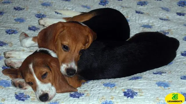 Un'immagine di Leila e Daisy, due dei beagle di Green Hill dati in affidamento, foto distribuita il 24 agosto 2012. Sono ripresi ieri al comando provinciale del Corpo forestale dello Stato di Brescia le operazioni di affidamento degli ultimi beagle di Green Hill, l'allevamento di Montichiari (Brescia) i cui cani sono sotto sequestro probatorio per il reato di maltrattamento di animali. Gli affidi erano stati interrotti lo scorso 9 agosto per decisione dei medici veterinari ausiliari di polizia giudiziaria per il Corpo forestale dello Stato. ANSA/ LEGAMBIENTE +++ NO SALES - EDITORIAL USE ONLY +++