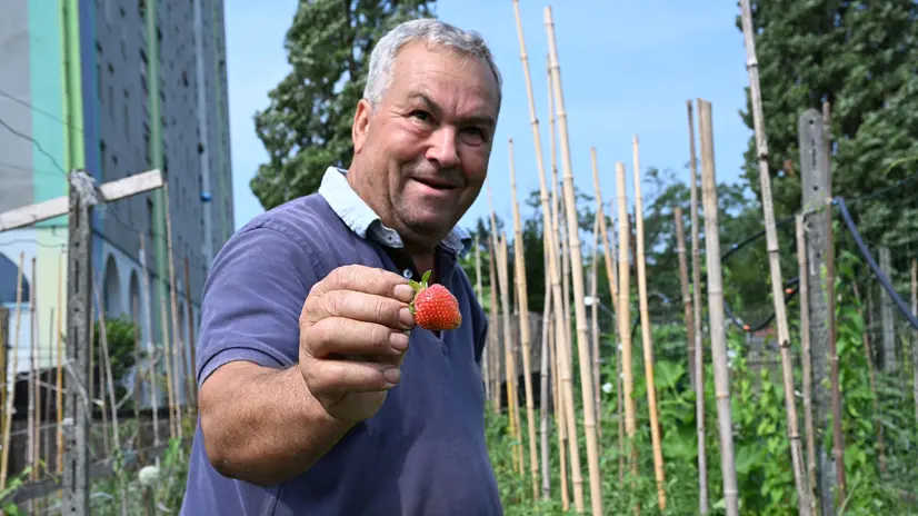 Gli orti sociali e familiari in via Cimabue