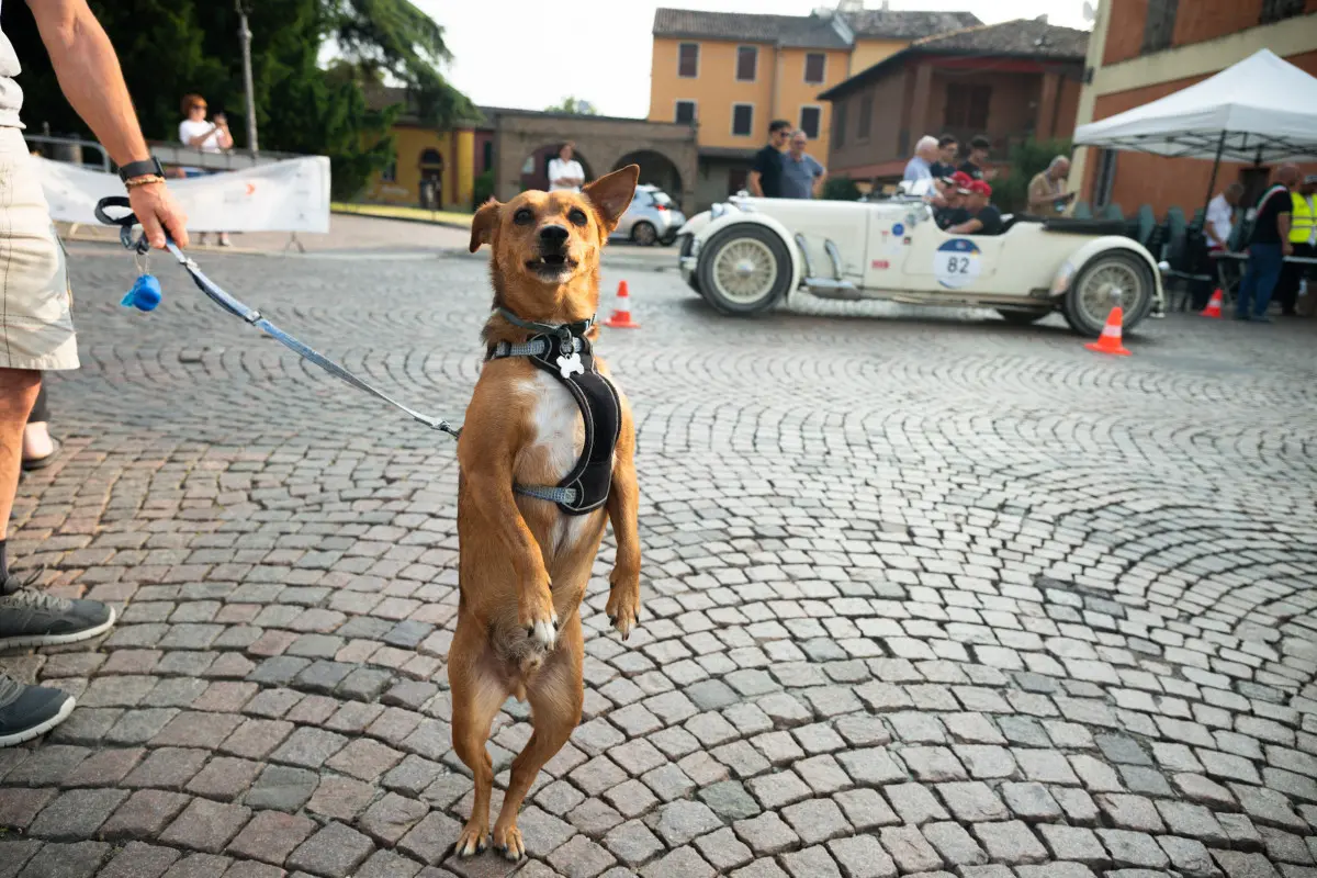 Mille Miglia 2025, il passaggio a Busseto