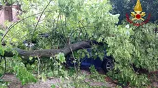 Numerosi gli interventi per alberi abbattuti dal vento - Foto dall'archivio