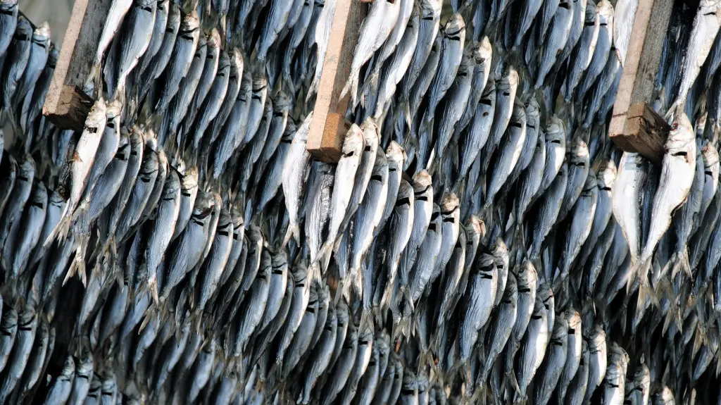 Sardine pescate
