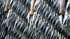 Sardine pescate