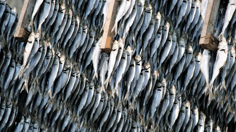 Sardine pescate