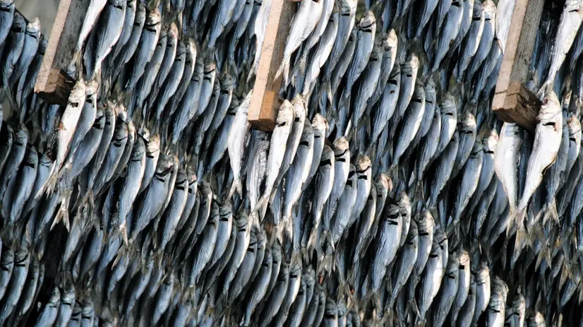 Sardine pescate