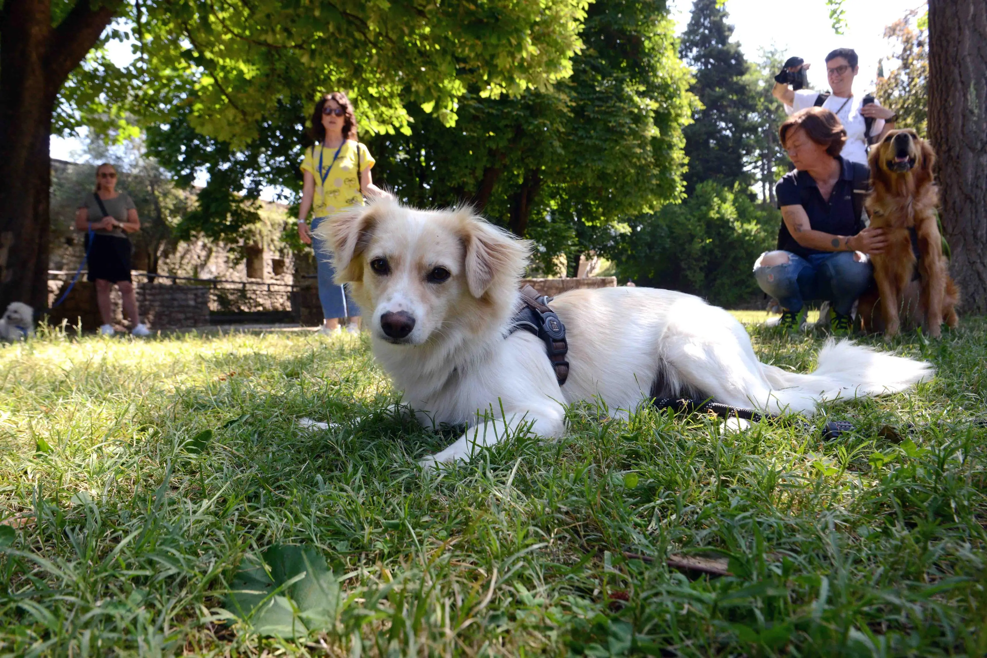 We dog Castello