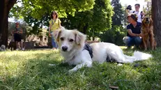 We dog Castello