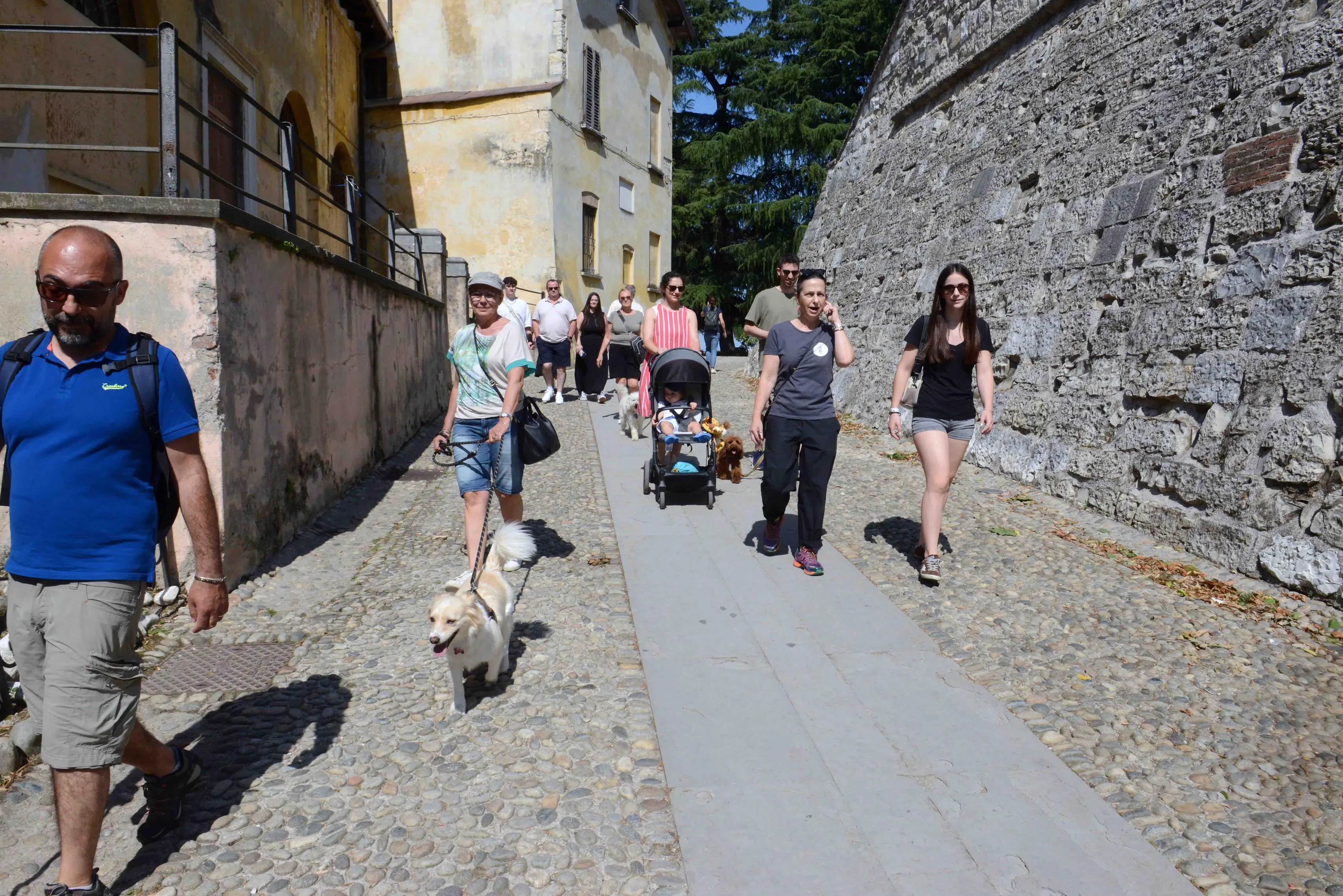 We dog Castello