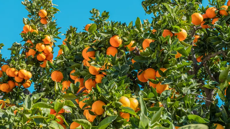 I colori della frutta indicano diversi benefici per la salute
