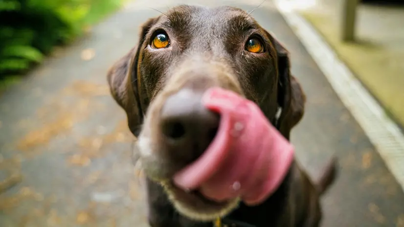 Un cane