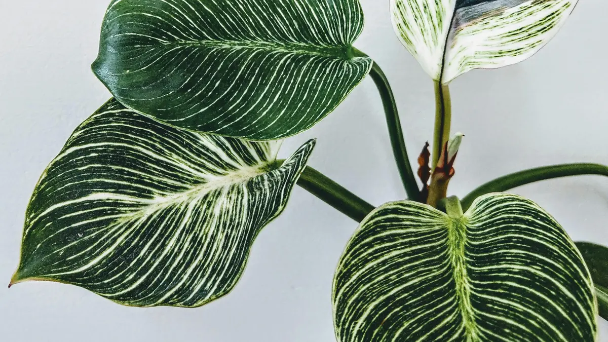 Una pianta di Calathea orbifolia - Foto Pexels © www.giornaledibrescia.it