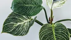 Una pianta di Calathea orbifolia - Foto Pexels © www.giornaledibrescia.it