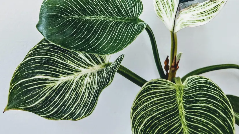 Una pianta di Calathea orbifolia - Foto Pexels © www.giornaledibrescia.it