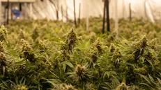 Una coltivazione di Cannabis sativa - © www.giornaledibrescia.it
