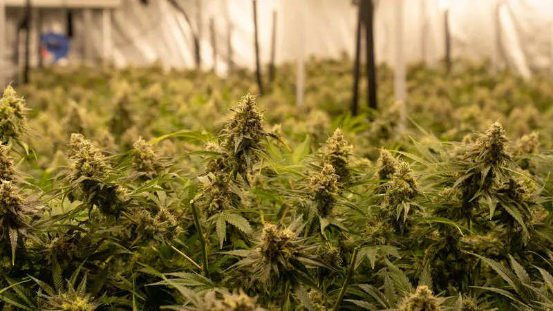 Una coltivazione di Cannabis sativa - © www.giornaledibrescia.it