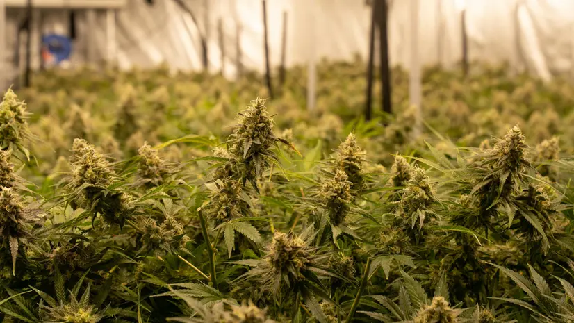 Una coltivazione di Cannabis sativa - © www.giornaledibrescia.it