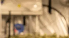 Una coltivazione di Cannabis sativa - © www.giornaledibrescia.it