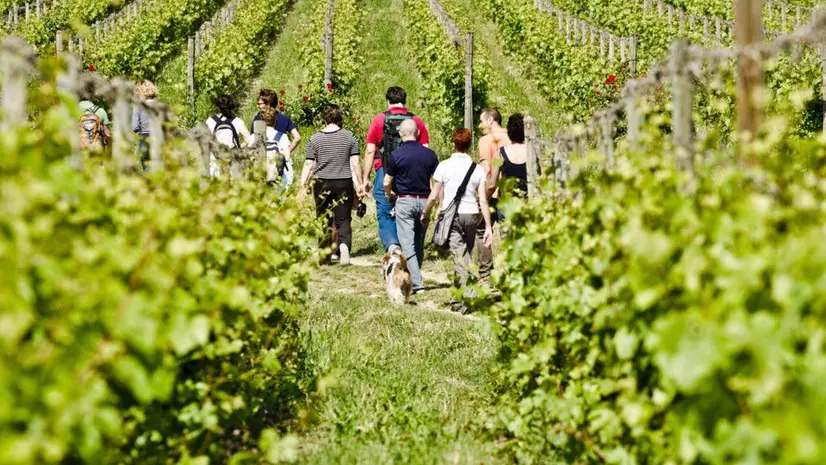 Immersi nel verde e nei vigneti