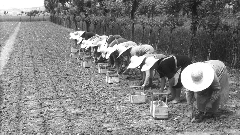 Mondine al lavoro in una fotografia degli anni Cinquanta © www.giornaledibrescia.it
