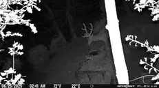 Gli animali fotografati vicino al capanno di Concesio