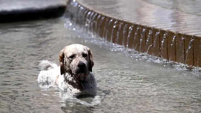 Un cane si rinfresca dalla grande calura facendo il bagno nella fontana di piazza De Ferrari. Genova, 20 giugno 2025. ANSA/LUCA ZENNARO