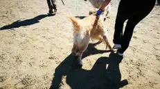 ANCONA - Cani in spiaggia