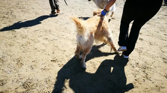 ANCONA - Cani in spiaggia