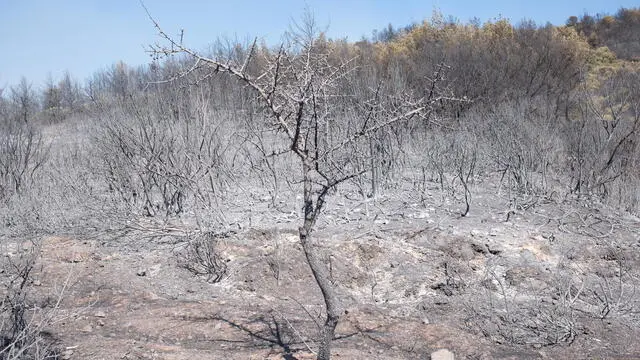 epa12206214 Dried land during the wildfires in the Seferihisar district of Izmir, Turkey, 30 June 2025. Turkish Forestry Minister Ibrahim Yumakli said the blaze in the Kuyucak and Doganbey areas of Izmir was fanned overnight by winds reaching 40–50 km/h (25–30 mph), leading to the evacuation of four villages and two neighbourhoods. EPA/MURAT KOCABAS