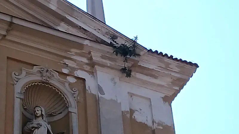 Il fico abbarbicato sul cornicione della facciata della chiesa di Ghedi - © www.giornaledibrescia.it