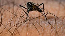 epa11908503 An Aedes aegypti mosquito, responsible for the transmission of the Dengue virus, in Brasilia, Brazil, 13 February 2025 (issued 19 February 2025). The government of the Brazilian state of Sao Paulo, the most populous in the country, decreed a health emergency on 19 February due to the rapid increase in cases of dengue fever, and announced new investments to combat the transmission of the virus. EPA/Andre Borges