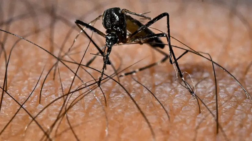 epa11908503 An Aedes aegypti mosquito, responsible for the transmission of the Dengue virus, in Brasilia, Brazil, 13 February 2025 (issued 19 February 2025). The government of the Brazilian state of Sao Paulo, the most populous in the country, decreed a health emergency on 19 February due to the rapid increase in cases of dengue fever, and announced new investments to combat the transmission of the virus. EPA/Andre Borges