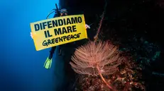 Greenpeace monitor the condition of the seabed in Giannutri Island during a ship tour in the Mediterranean Sea. The Mediterranean sea plays a key role in the mitigation of climate change, in the production of oxygen and for our livelihood, yet it is the kingdom of those who, without scruples, exploit and pollute it. Plastic and microplastics, chemicals, destructive and wild fishing, the effects of climate change combined with mining activities put its unique and extraordinary biodiversity at risk.