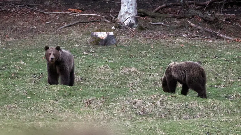 epa12027958 Two bears were spotted near a popular trail leading to the lower station of the cable car to Kasprowy Wierch, in the Kuznice area of Zakopane, southern Poland, 12 April 2025. Tatra National Park notes that this is another sign of spring predator activity in the Tatras and urges caution. EPA/GRZEGORZ MOMOT POLAND OUT